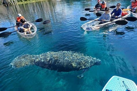 Silver Springs Clear Kayak Or Paddle Board Wildlife Tour (Mar )