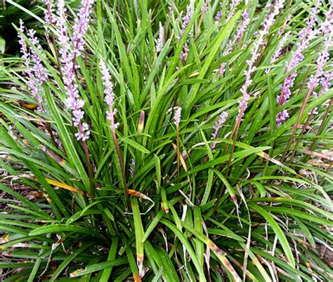 Monkey Grass Liriope Muscari Seeds