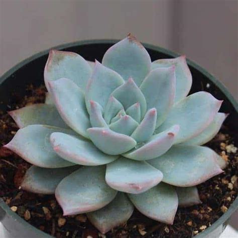 10 Beautiful Blue Succulents So Stunning You Should Get Them