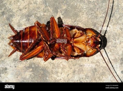 Dead Cockroach High Resolution Stock Photography and Images - Alamy