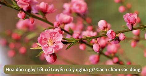 Hoa đào ngày Tết cổ truyền có ý nghĩa gì? Cách chăm sóc đúng