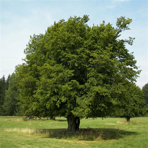 Buy Bare Root Common Hornbeam Tree tree online FREE UK DELIVERY + FREE ...