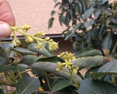 Hand pollinating avocados - Greg Alder's Yard Posts: Southern ...