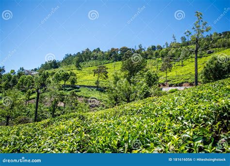 Beautiful View of Tea Garden and Ooty City of Tamilnadu Stock Photo ...