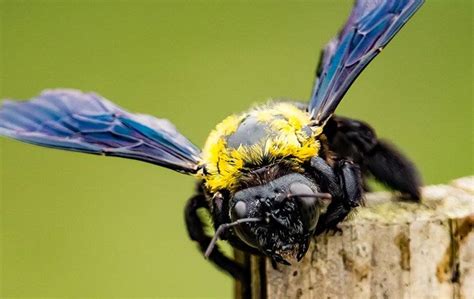 What Eats Carpenter Bee Larvae? - Pet Food Guide