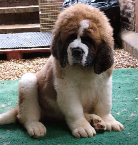 St. Bernard Dog Breed Puppies | St bernard dogs, St bernard puppy ...