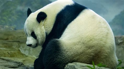 Giant Panda Cub Born at Smithsonian National Zoo - The New York Times