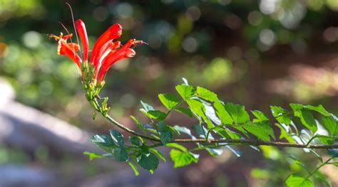 How to Plant, Grow, and Care for Cape Honeysuckle