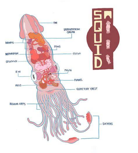 Squid Anatomy Diagram