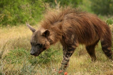 Interesting Facts About Hyenas | Kariega Game Reserve