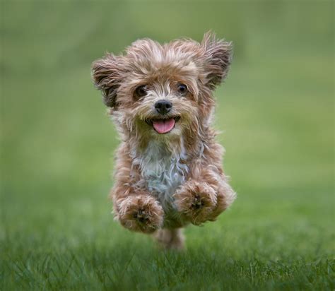 Top 20 Cutest Dog Breeds - Photos All Recommendation