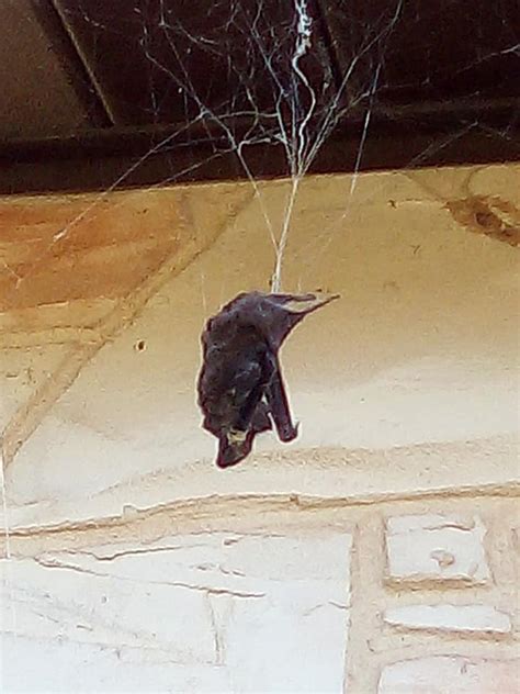 Bat eating spider catches big snack in web outside Texas home - ABC7 ...