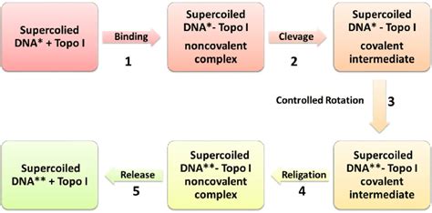 The mechanism of topoisomerase I action. | Download Scientific Diagram