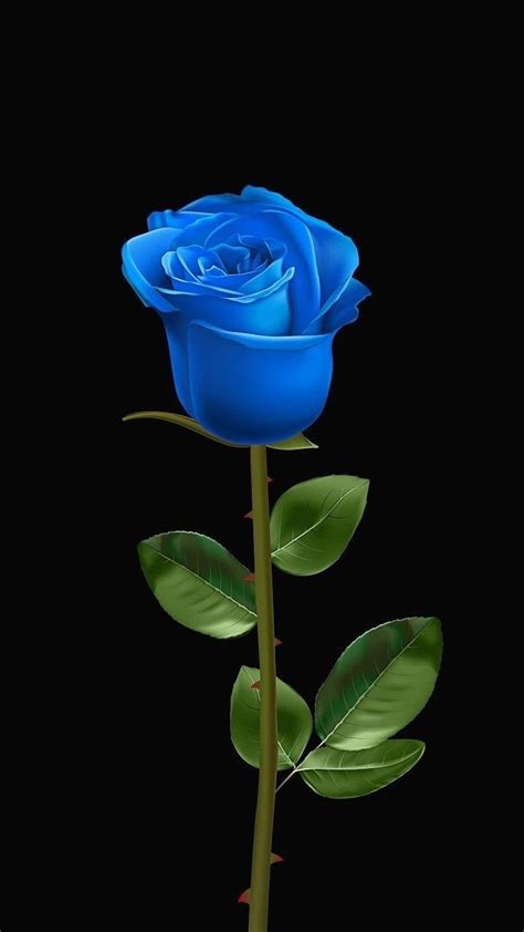 Ideas de rosas azules en 2021. rosas azules, rosas hermosas, rosa azul ...