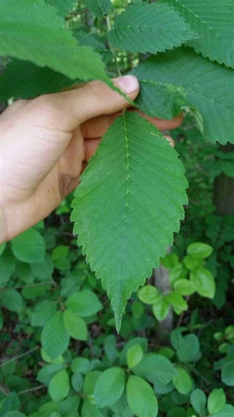 American elm (STL Urban Residential - SPRING) · iNaturalist