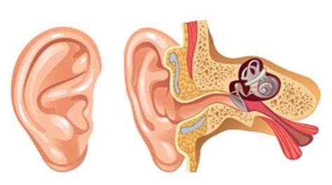 Stapedectomy Surgery Cost In India | Oído externo, Oído medio, Migraña