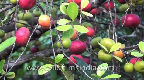 Kokum or Garcinia indica - YouTube