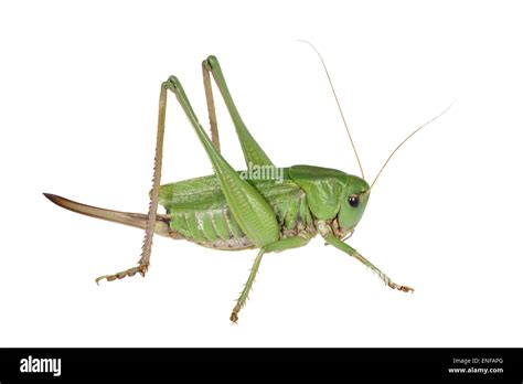 Cricket insect hi-res stock photography and images - Alamy