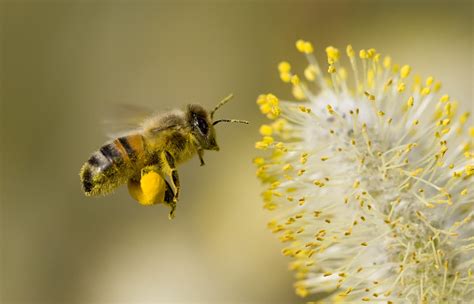 Bee Pollen: Benefits, Uses, Side Effects, And More, 41% OFF