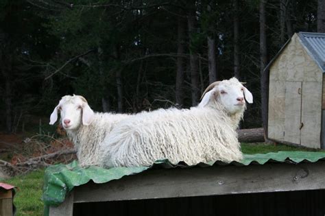 Angora Goat: Breed Info, Characteristics, Breeding, and Care