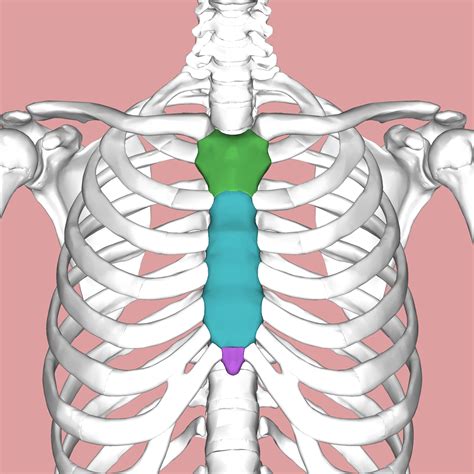 Sternum - Wikipedia