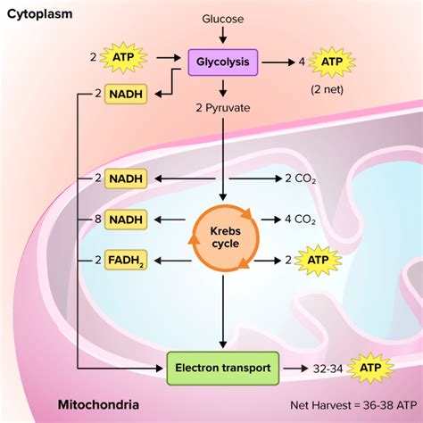 During Which Step of Aerobic Respiration Is Oxygen Used