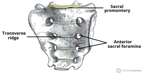 The Sacrum - Landmarks - Surfaces - Relations - TeachMeAnatomy