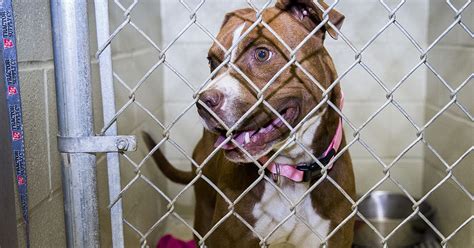 One dog's journey through Muncie's animal shelter