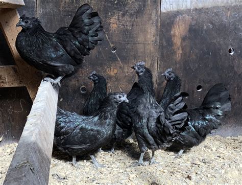 Ayam Cemani Chicken: Baby Chicks for Sale | Cackle Hatchery®