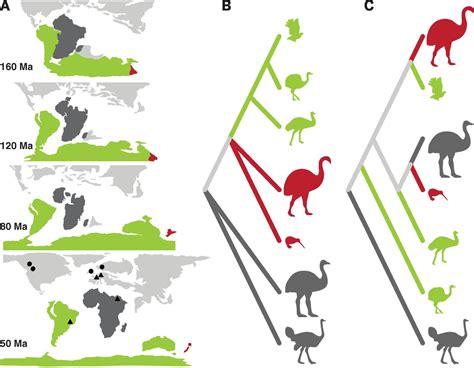 Ancient DNA reveals elephant birds and kiwi are sister taxa and ...