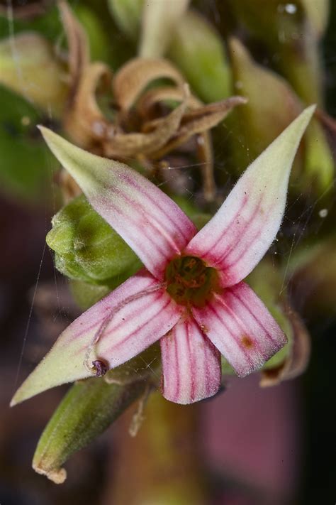 Anacardium occidentale (Anacardiaceae) image 193917 at PhytoImages.siu.edu