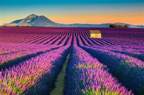 Os campos de lavanda em Valensole, na Provence, sul da França. | Campos ...