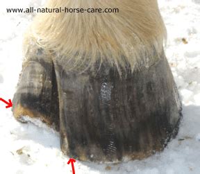 Horse Hoof Cracks - What causes them?