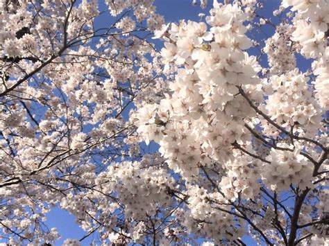 Cherry Blossoms In Nagano - SNOW MONKEY RESORTS