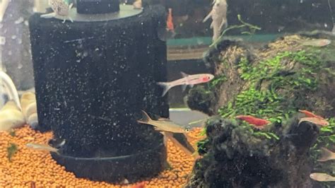 Strawberry Rasbora - Splashy Fin Live Fish Bangalore Only Shipping