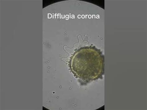 Difflugia corona under microscope - YouTube