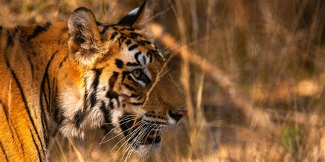 Five facts about Nepal wildlife | GVI USA