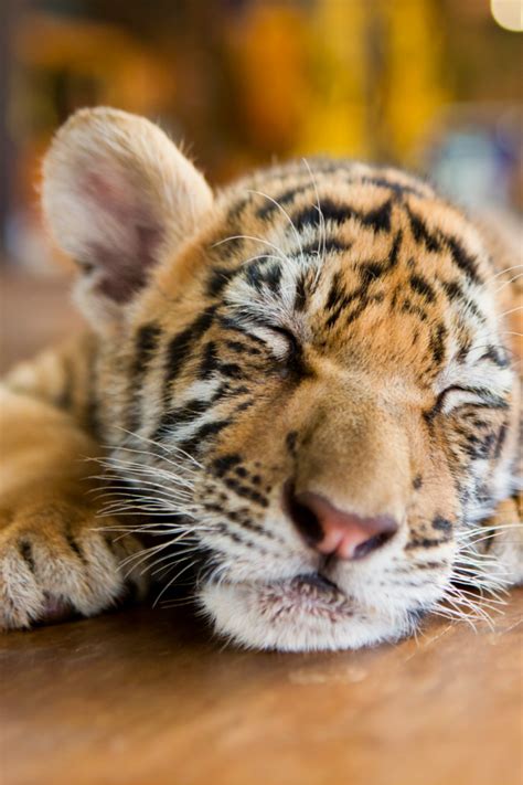 Family and Parenting: These Tiger Cubs Taking A Bubble Bath Are Going ...