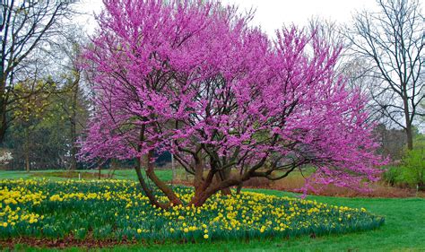 Redbud Tree Care | The Best Practices — PlantingTree