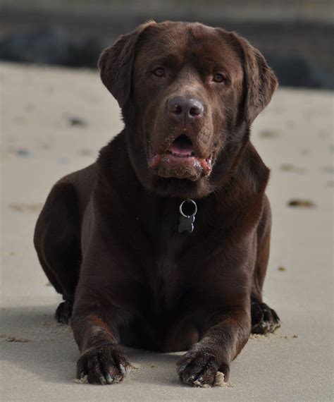 English Chocolate Lab Puppies Michigan / English White, Fox Red, Yellow ...