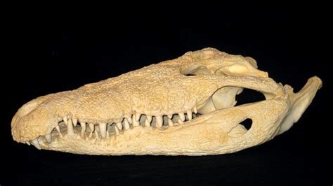 Crocodylus acutus skull replica Holocene Recent Central America ...