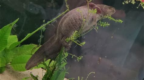 axolotl breeding part 1 of 3 - YouTube