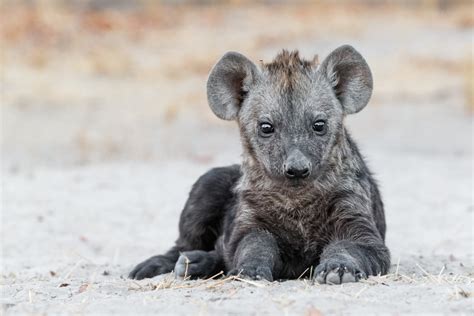 Spotted Hyena Cub Portrait • Wildlife Photography • License & Prints