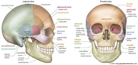 lateral view of skull - Simon Hart