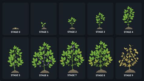 Stages Of Plant Growth For Improved Crop Management