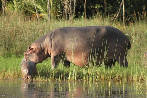 Hippo Mating & Gestation - St Lucia South Africa