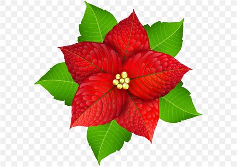 Poinsettia Christmas Flower Clip Art, PNG, 600x579px, Poinsettia ...