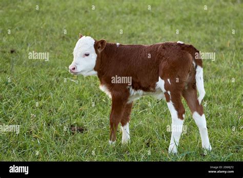 Cute cow calf in green pasture. Hereford cattle Stock Photo - Alamy