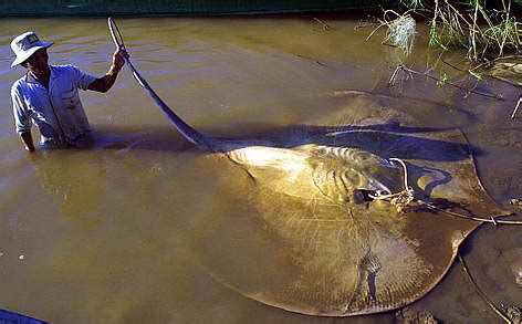 Giant freshwater stingray | WWF