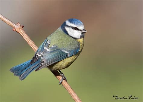 Blue Tit - bird photos by Sandra Palme